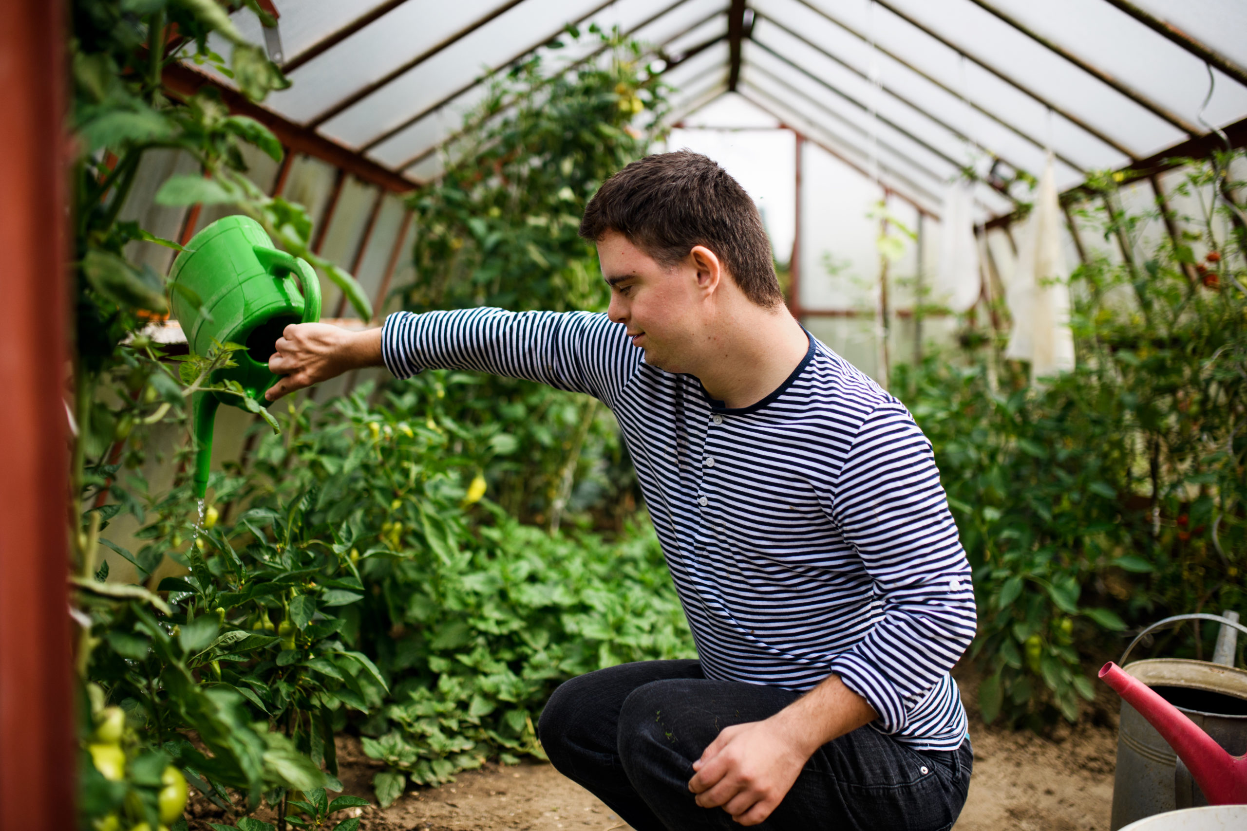 Man with Down syndrome squatting and watering plants.