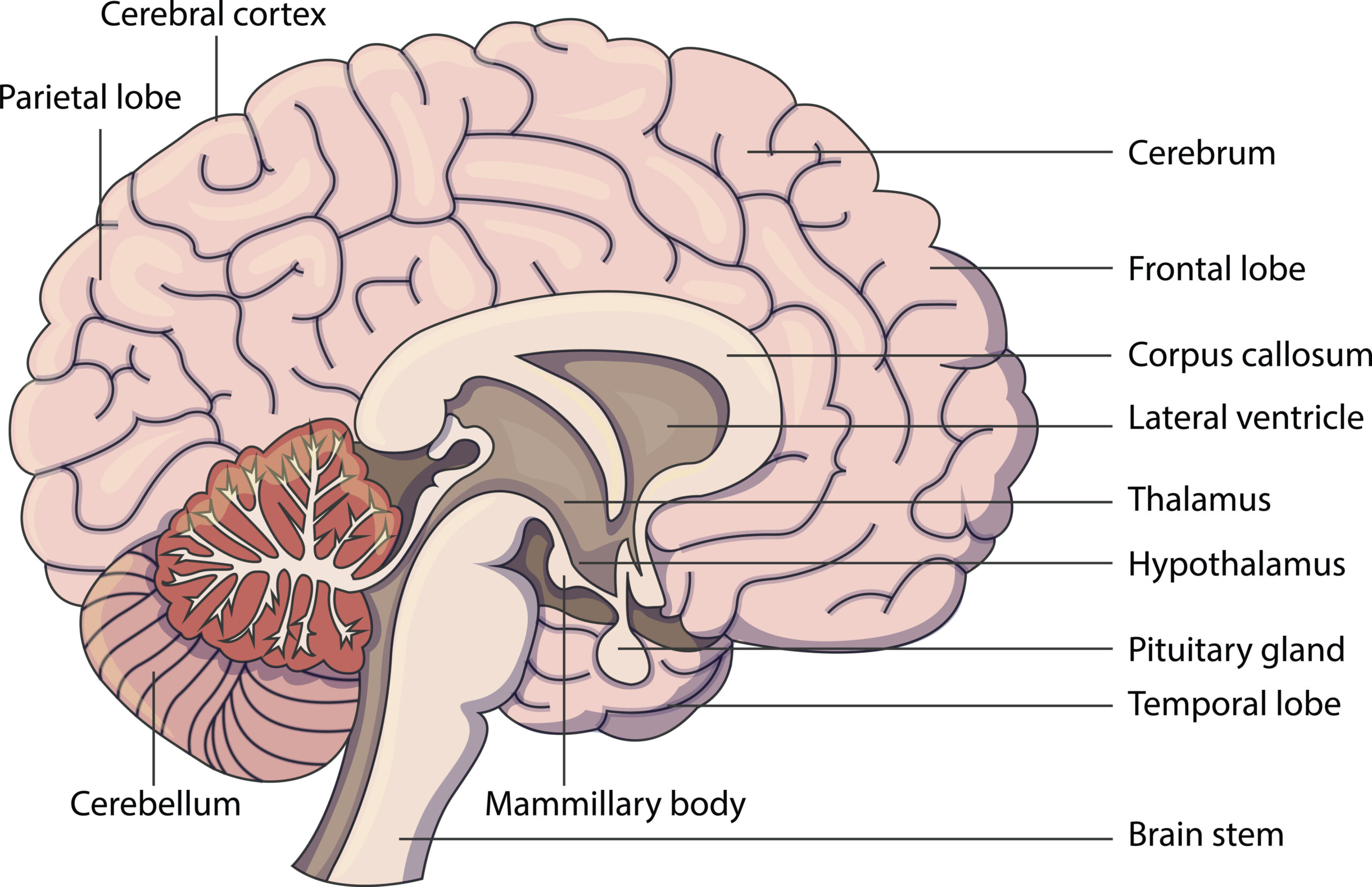 Diagram of a brain with labeled parts.
