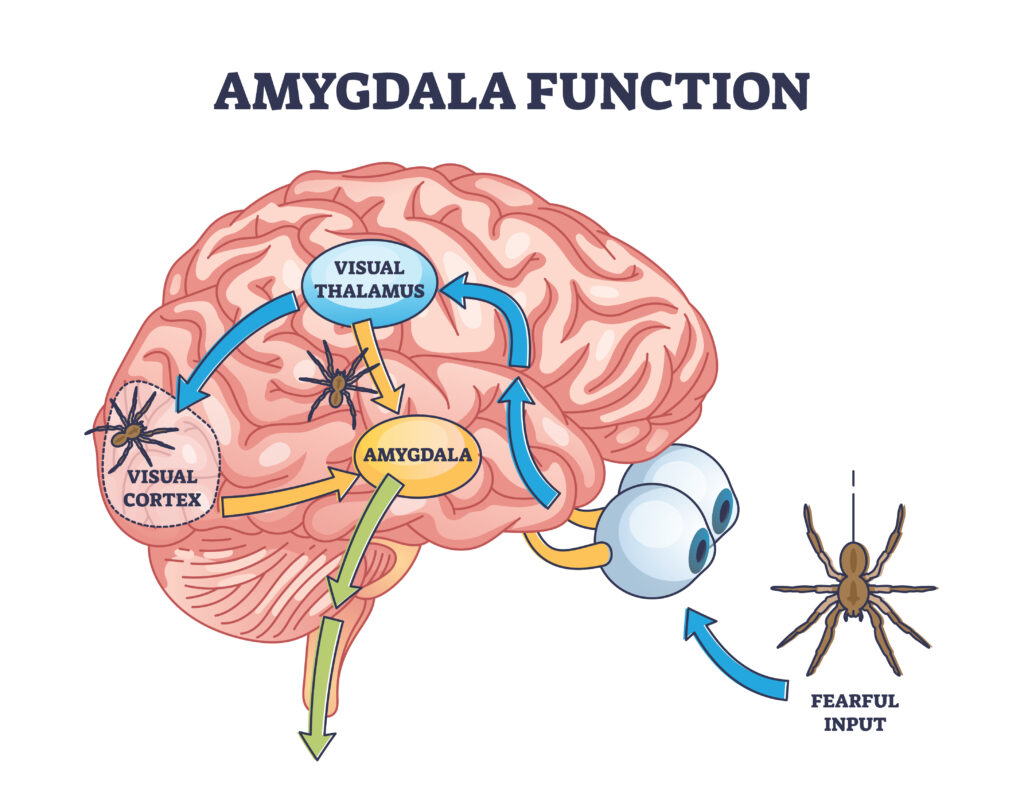 Amygdala function with brain response to fear stimulus outline d
