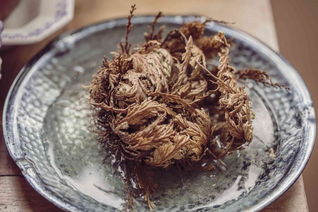 A dry, crumpled, fern-like plant resting on a dinner plate.